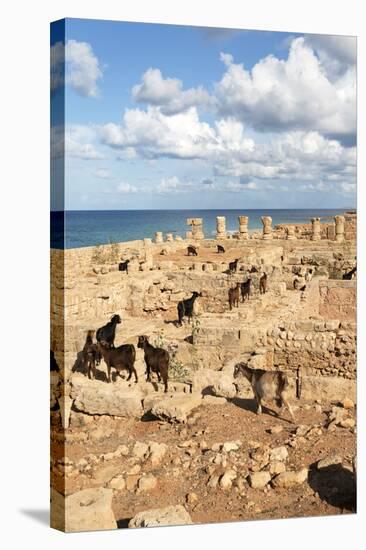 Goats Going into the Bath House Ruins, Apollonia, Libya, North Africa, Africa-Oliviero Olivieri-Stretched Canvas