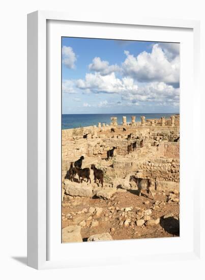 Goats Going into the Bath House Ruins, Apollonia, Libya, North Africa, Africa-Oliviero Olivieri-Framed Photographic Print