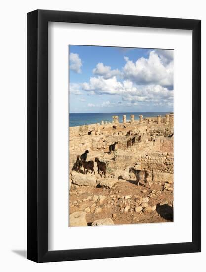 Goats Going into the Bath House Ruins, Apollonia, Libya, North Africa, Africa-Oliviero Olivieri-Framed Photographic Print