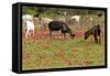 Goats Herd Grazing Through Field of Scarlet Peacock-null-Framed Stretched Canvas