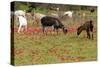 Goats Herd Grazing Through Field of Scarlet Peacock-null-Stretched Canvas