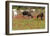 Goats Herd Grazing Through Field of Scarlet Peacock-null-Framed Photographic Print