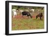 Goats Herd Grazing Through Field of Scarlet Peacock-null-Framed Photographic Print