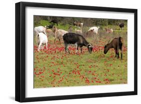 Goats Herd Grazing Through Field of Scarlet Peacock-null-Framed Photographic Print