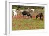 Goats Herd Grazing Through Field of Scarlet Peacock-null-Framed Photographic Print