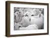 Goats in Andalucia, Spain, Europe-John Alexander-Framed Premium Photographic Print