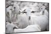 Goats in Andalucia, Spain, Europe-John Alexander-Mounted Premium Photographic Print