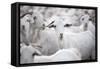 Goats in Andalucia, Spain, Europe-John Alexander-Framed Stretched Canvas