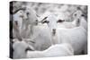 Goats in Andalucia, Spain, Europe-John Alexander-Stretched Canvas