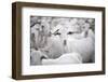 Goats in Andalucia, Spain, Europe-John Alexander-Framed Photographic Print