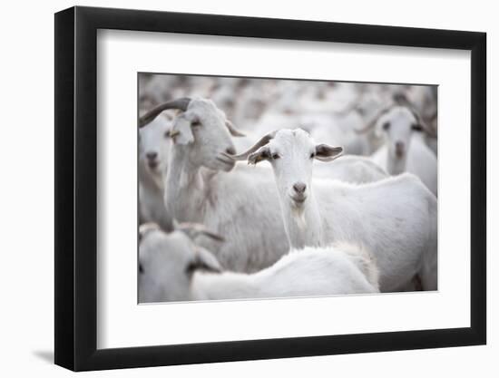 Goats in Andalucia, Spain, Europe-John Alexander-Framed Photographic Print