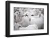 Goats in Andalucia, Spain, Europe-John Alexander-Framed Photographic Print