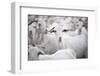 Goats in Andalucia, Spain, Europe-John Alexander-Framed Photographic Print