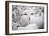 Goats in Andalucia, Spain, Europe-John Alexander-Framed Photographic Print