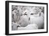 Goats in Andalucia, Spain, Europe-John Alexander-Framed Photographic Print