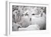 Goats in Andalucia, Spain, Europe-John Alexander-Framed Photographic Print