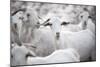 Goats in Andalucia, Spain, Europe-John Alexander-Mounted Photographic Print