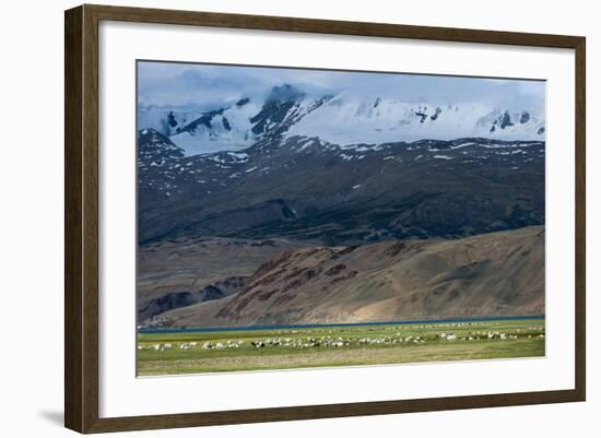 Goats in the Remote Himalayan Region of Ladakh Near Tso Moriri, Ladakh, India, Asia-Alex Treadway-Framed Photographic Print