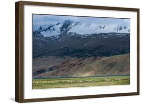 Goats in the Remote Himalayan Region of Ladakh Near Tso Moriri, Ladakh, India, Asia-Alex Treadway-Framed Photographic Print