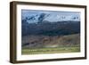 Goats in the Remote Himalayan Region of Ladakh Near Tso Moriri, Ladakh, India, Asia-Alex Treadway-Framed Photographic Print