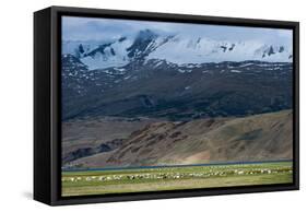 Goats in the Remote Himalayan Region of Ladakh Near Tso Moriri, Ladakh, India, Asia-Alex Treadway-Framed Stretched Canvas