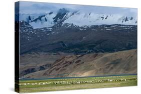 Goats in the Remote Himalayan Region of Ladakh Near Tso Moriri, Ladakh, India, Asia-Alex Treadway-Stretched Canvas