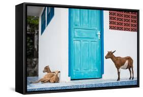 Goats, Indonesia, Southeast Asia-John Alexander-Framed Stretched Canvas