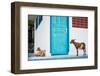 Goats, Indonesia, Southeast Asia-John Alexander-Framed Photographic Print