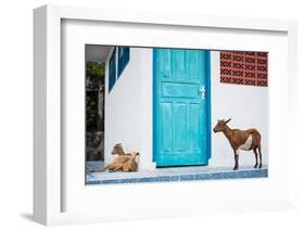 Goats, Indonesia, Southeast Asia-John Alexander-Framed Photographic Print