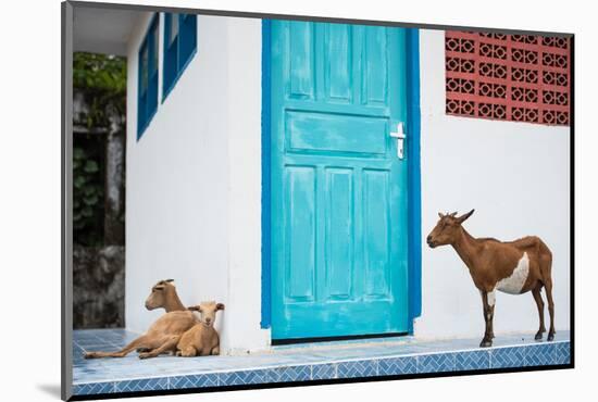 Goats, Indonesia, Southeast Asia-John Alexander-Mounted Photographic Print