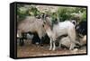 Goats, Kefalonia, Greece-Peter Thompson-Framed Stretched Canvas