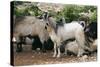 Goats, Kefalonia, Greece-Peter Thompson-Stretched Canvas