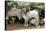 Goats, Kefalonia, Greece-Peter Thompson-Stretched Canvas