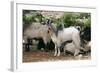 Goats, Kefalonia, Greece-Peter Thompson-Framed Photographic Print