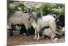 Goats, Kefalonia, Greece-Peter Thompson-Mounted Photographic Print