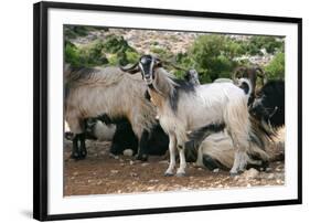 Goats, Kefalonia, Greece-Peter Thompson-Framed Photographic Print