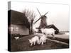 Goats, Laandam, Netherlands, 1898-James Batkin-Stretched Canvas