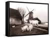 Goats, Laandam, Netherlands, 1898-James Batkin-Framed Stretched Canvas