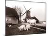 Goats, Laandam, Netherlands, 1898-James Batkin-Mounted Photographic Print
