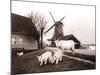 Goats, Laandam, Netherlands, 1898-James Batkin-Mounted Photographic Print