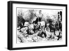 Goats of the Roman Countryside, Italy, 19th Century-J Cauchard-Framed Giclee Print