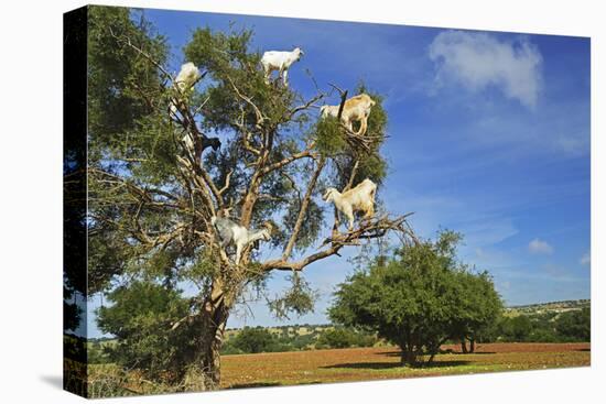 Goats on Tree, Morocco, North Africa, Africa-Jochen Schlenker-Stretched Canvas