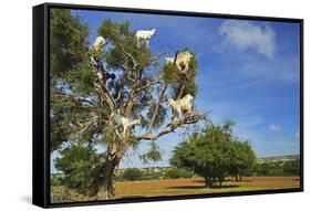 Goats on Tree, Morocco, North Africa, Africa-Jochen Schlenker-Framed Stretched Canvas