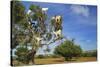 Goats on Tree, Morocco, North Africa, Africa-Jochen Schlenker-Stretched Canvas