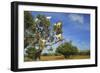 Goats on Tree, Morocco, North Africa, Africa-Jochen Schlenker-Framed Photographic Print