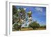 Goats on Tree, Morocco, North Africa, Africa-Jochen Schlenker-Framed Photographic Print