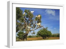 Goats on Tree, Morocco, North Africa, Africa-Jochen Schlenker-Framed Photographic Print