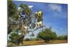 Goats on Tree, Morocco, North Africa, Africa-Jochen Schlenker-Mounted Photographic Print