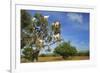 Goats on Tree, Morocco, North Africa, Africa-Jochen Schlenker-Framed Photographic Print