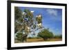 Goats on Tree, Morocco, North Africa, Africa-Jochen Schlenker-Framed Photographic Print